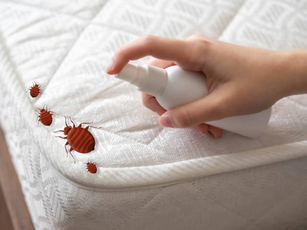 Best Emergency Pest Control  in Dayton, VA