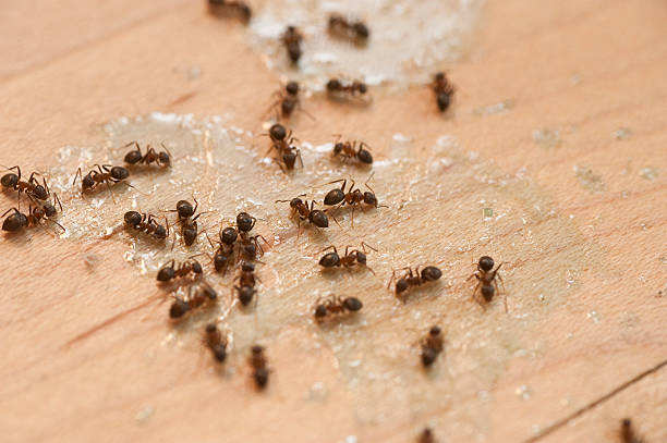 Best Residential Pest Control  in Dayton, VA
